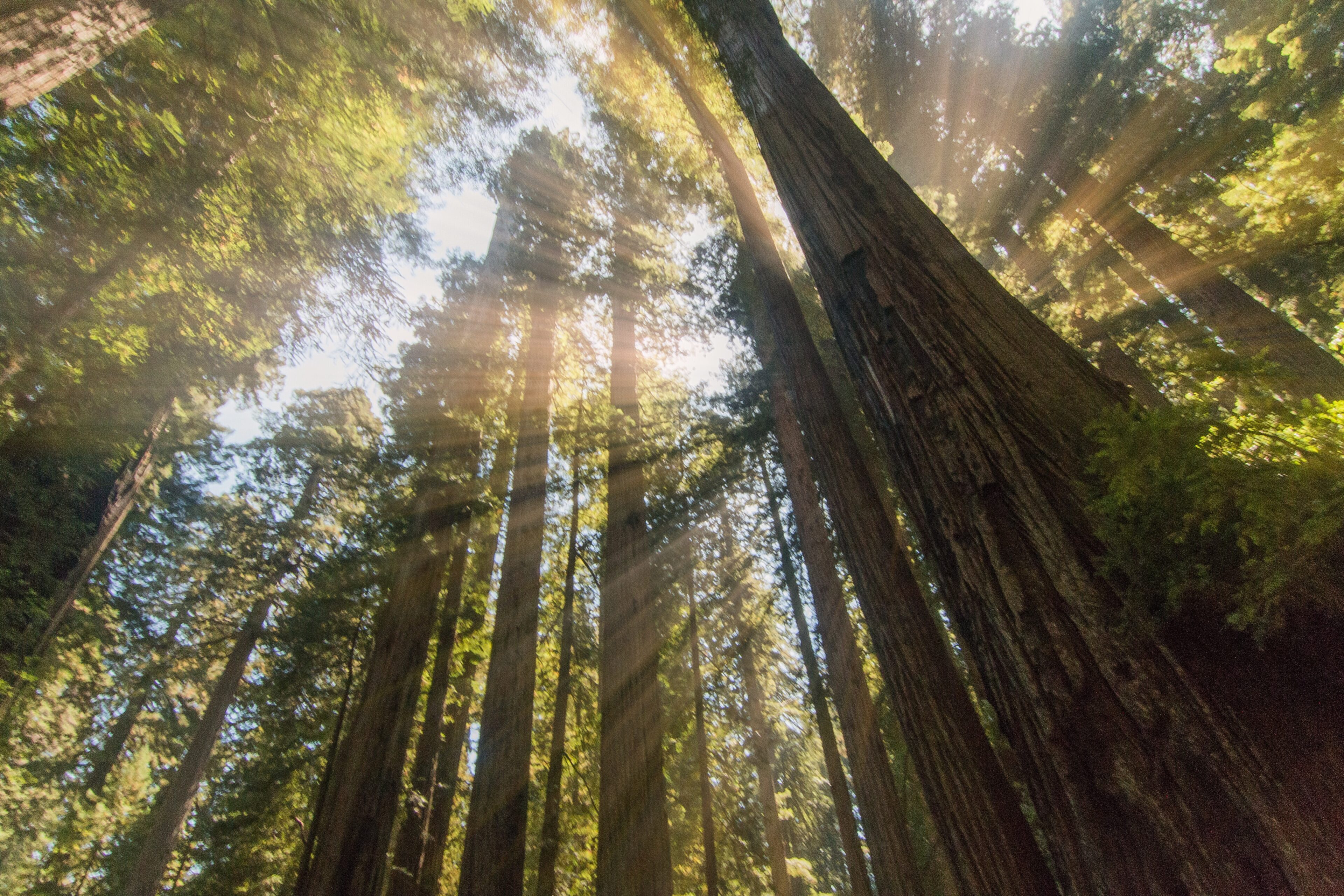 Sunlight through redwood trees in Northern California